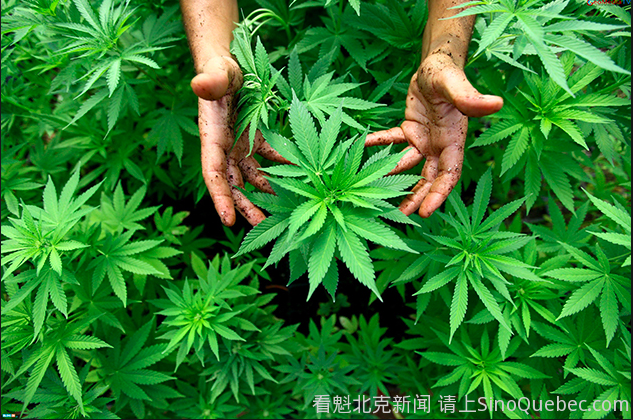 买大麻贵让不少加拿大人在后院种大麻 加国新闻 蒙城华人网 蒙特利尔第一中文网 Www Sinoquebec Com