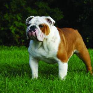 父亲留孩子与斗牛犬共处致其咬伤而被定罪