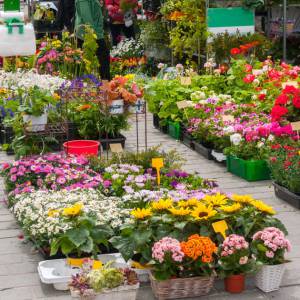 蒙特利尔政府免费赠送花卉植物