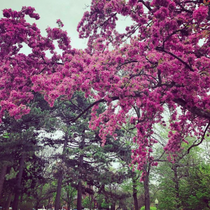 蒙特利尔这六个地方可赏美丽的樱花