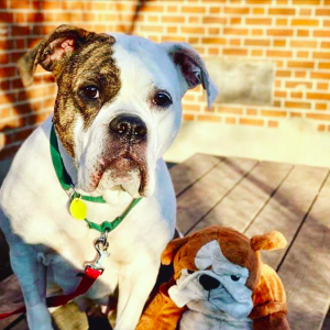 蒙特利尔宠物免费领养日 仅限今天