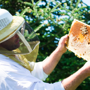 蒙特利尔农场蜂蜜节