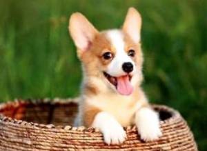 蒙特利尔可以通过手机应用租狗