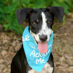 蒙特利尔SPCA动物免费领养日