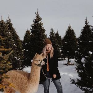 魁省这个农场只要15元就能牵着羊驼去散步