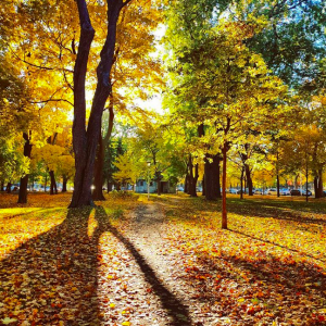 蒙特利尔赏枫最美的七个地方！