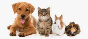 在魁北克购买宠物有购物保障吗？