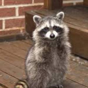 如何摆脱浣熊、松树和臭鼬的侵扰