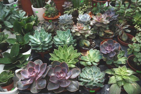 今天蒙特利尔市中心免费赠送植物