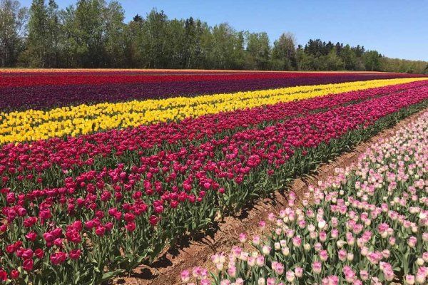 LAVAL市郁金香节 50万朵郁金香供你欣赏