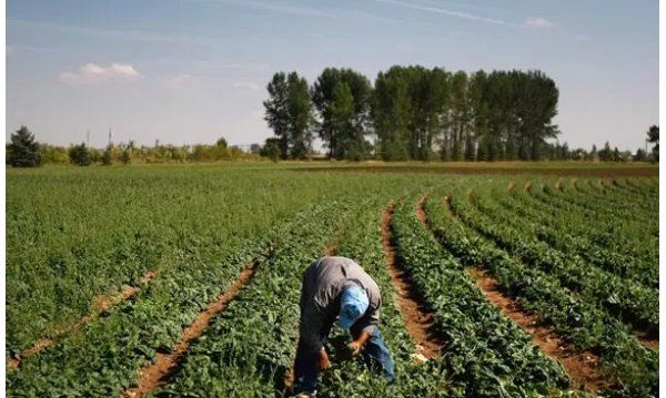 外国农业工人抵达蒙特利尔
