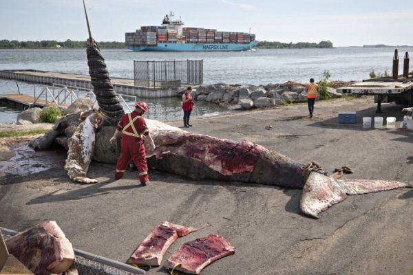 座头鲸被船只撞死 蒙特利尔船东协会表示难过