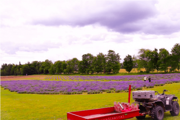 蒙特利尔附近自驾一日游的12个好去处