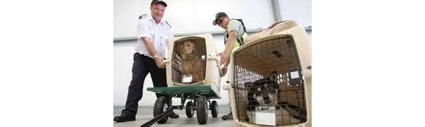 从中国将宠物带回加拿大变成了大难题