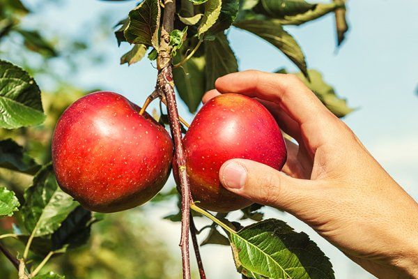 今年到魁北克果园采摘苹果需要注意什么？