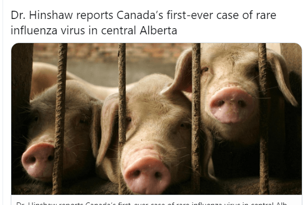 超罕见！加拿大首现人感染猪流感病例-加国新闻-蒙城华人网-蒙特利尔第一中文网-www.sinoquebec.com