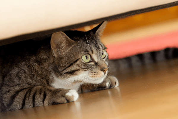 地产中介因为一只被关在房间里的猫而被告上法庭