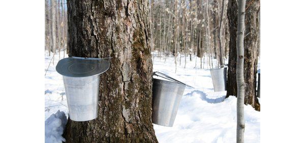 关于魁省枫糖浆的10个惊人数据