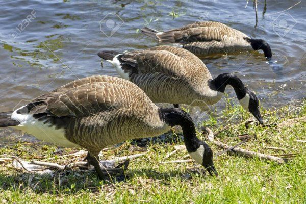 LaSalle区执行“追鹅计划”