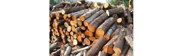 为什么木材价格突然暴涨这么多？