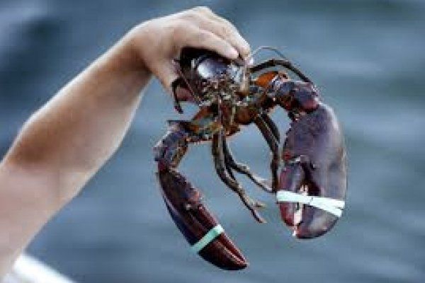 蒙特利尔顾客为龙虾待遇发起请愿