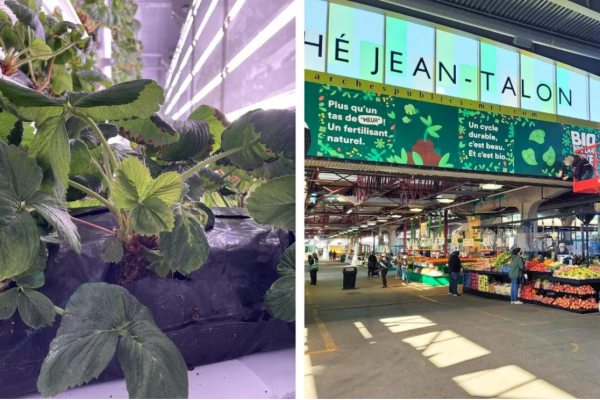 魁省一家农场将免费赠送2000株草莓