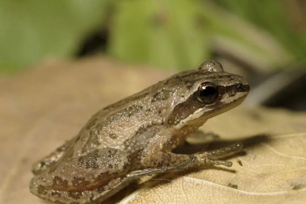 联邦紧急法令保护南岸三锯拟蝗蛙