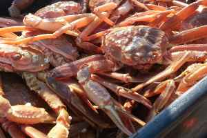 魁省今年雪蟹价格飙升的原因