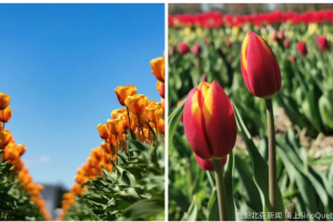 蒙特利尔老港郁金香园已开放
