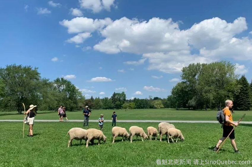 蒙特利尔三家公园今年放羊
