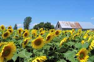 南岸向日葵园体验缤纷色彩