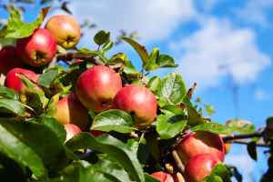 八月开始采摘苹果的 5 个果园