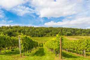 一些欧洲酿酒商决定放弃魁省市场