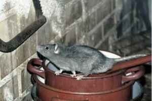 蒙特利尔鼠灾严重  市政府恢复违禁灭鼠药