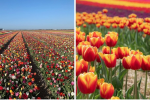 蒙特利尔郁金香节 60万朵郁金香供你欣赏