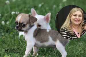 犬只繁殖场场主因出售生病的幼犬被判罚