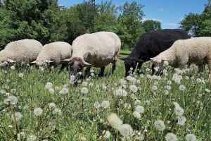 蒙特利尔公园里的羊成为天然环保的割草机