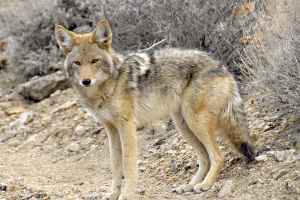 蒙特利尔的郊狼去哪儿了？