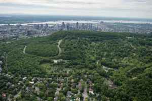 通往皇家山公园之路的故事