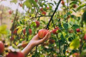 魁省10个有特色的苹果园