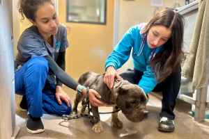 耗资1.57亿 蒙特利尔2026年在东区新建动物收容所