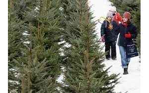 魁省市场的天然圣诞树价格可能会继续上涨
