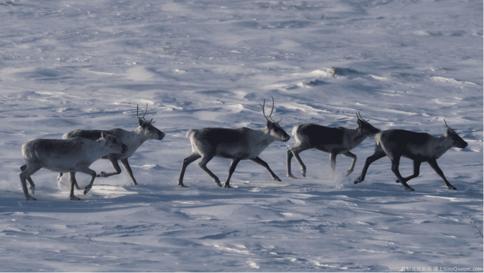 魁省将投入6000万元保护驯鹿