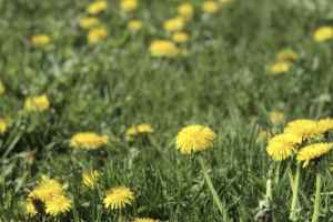 某些参加蒲公英挑战活动的市镇拿出割草机