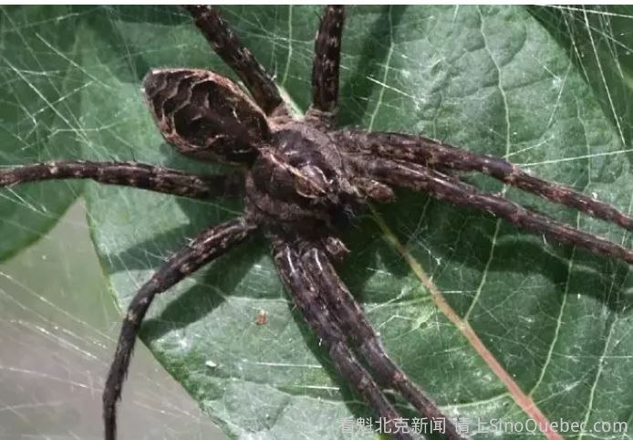 加拿大最大蜘蛛 夏天出游小心被咬