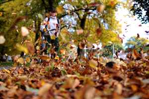 地上的落叶究竟该不该清除？