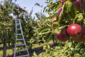 蒙特利尔南岸八家最佳果园推荐
