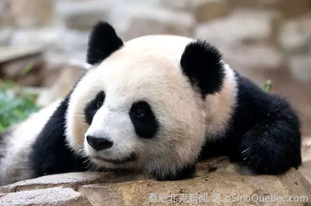 访华结束前把熊猫弄到手 马克龙:此行只有一个遗憾