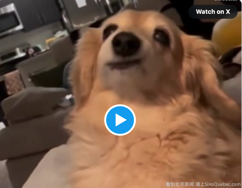 因缺牙总是对人笑！ 全球"最爱笑狗狗Bella"离世