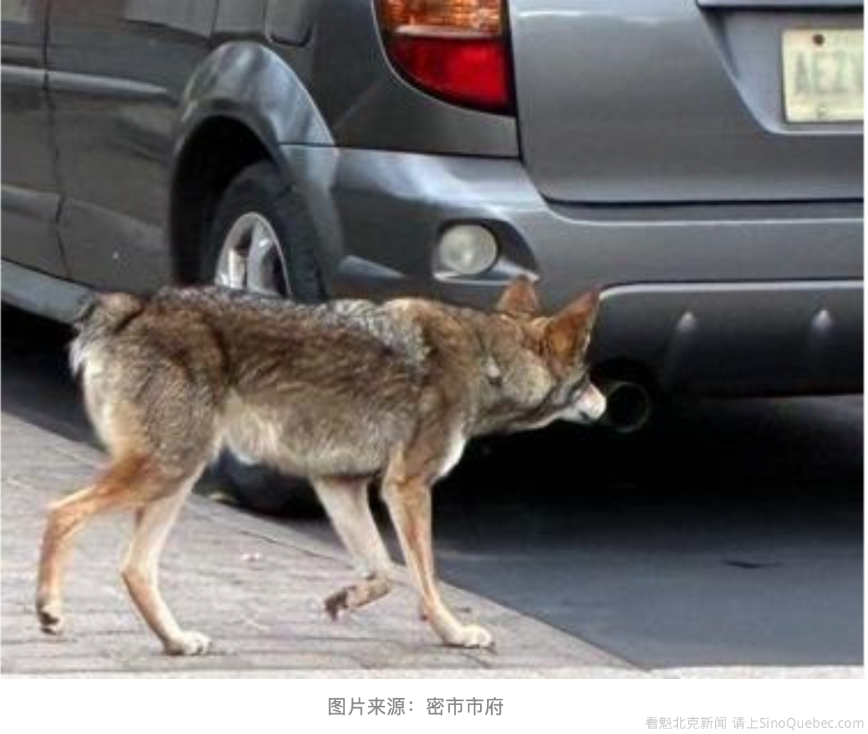 尾巴缺失走红网络 加拿大土狼成网红 紧急警告：别投喂了